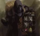 The Cat Merchant
