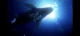 Whale