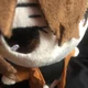 Dazai plush