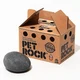 Pet Rock