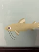 Catfish 
