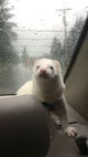 Adorable Ferret