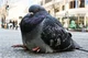Obese bird