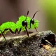 Moss infected ant