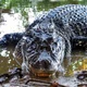 Black Caiman