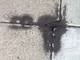 Sidewalk Ants