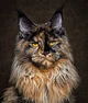 Cat -Maine Coon-