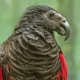 Pesquets Parrot