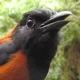 Hooded Pitohui