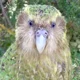 Kakapo