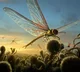 giant dragonfly