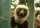 Zoboomafoo