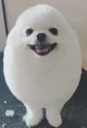 Egg dog