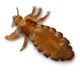 Head lice