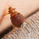 bed bug