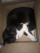 Cat in The Box
