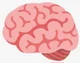Brain