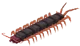 Cave Centipede