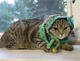 Babushki