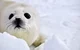 Harp seal