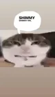 Shimmy shimmy cat