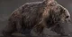 Cave Bear