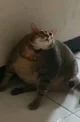 A Fat Cat