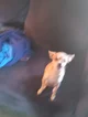 Chloe Chihuahua 