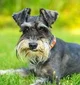 Schnauzer dog
