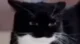 random cat