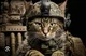 CAT WAR RPG