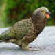 Kea