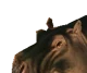 Hippopotamus  444