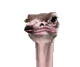 Ostrich