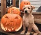 Halloween Dog
