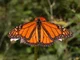 Monarch Butterfly