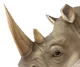 White rhinoceros 