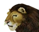 Lion 4