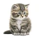 Kitten