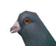 Pigeon 