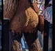 The wookiee butt 
