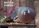 Battle pigeon