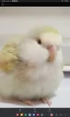Birb