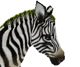Plains Zebra 