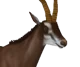 Sable Antelope 