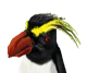 Rockhopper Penguin 