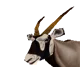 Gemsbok 