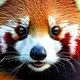 Red panda