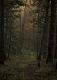 Forest adventure 