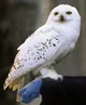 Snowy owl